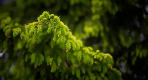 Spring image