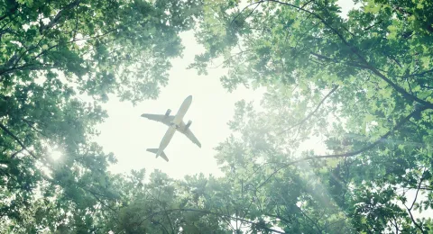 Forest aeroplane flying above 