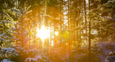 Forest on a winter and a sun beam