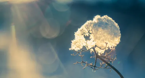 Winter detail in Finland.