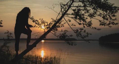 Student climbing a tree in sunset at lake Saimaa LUT University