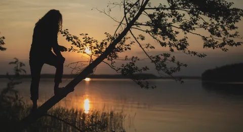 Student climbing a tree in sunset at lake Saimaa LUT University