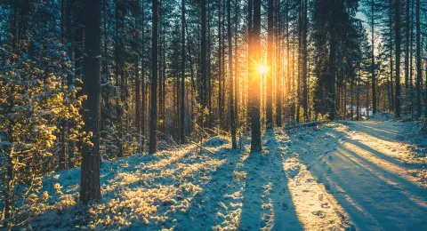 Auringonnousu talvisessa mäntymetsässä LUTin kampuksen takana.