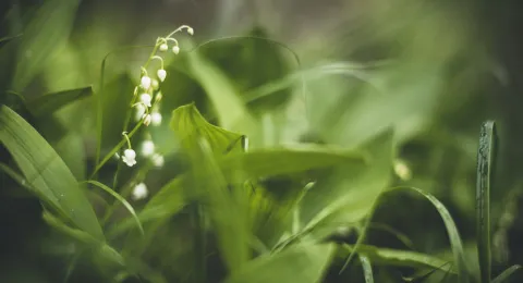 Summer flower detail