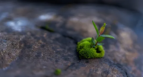 A plant growing on a rock
