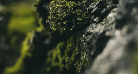 moss-covered rock in autumn