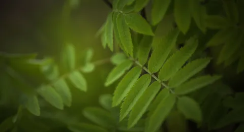 leafs of a rowan tree