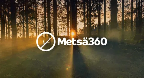 Aurinko laskee metsän taakse