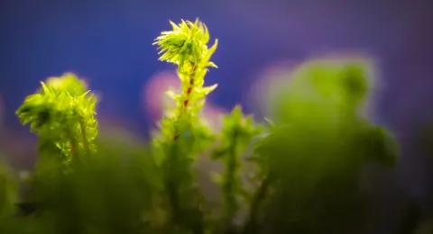 LUT-yliopisto ja Etelä-Karjalan hyvinvointialue (Ekhva) avasivat 18.9.2025 haun, jossa etsitään Lean-johtamiseen erikoistunutta professoria ja johtavaa asiantuntijaa. Tehtävä liittyy aiemmin julkistettuun tuotantotalouden yhteisprofessuuriin. 