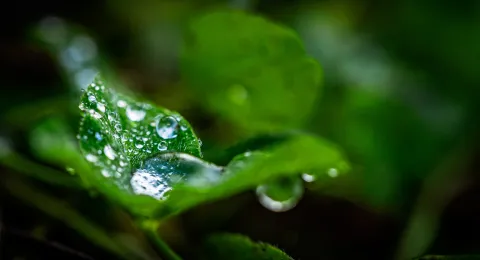 Autumn water droplets on a leaf