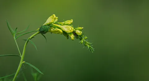 Summer plant