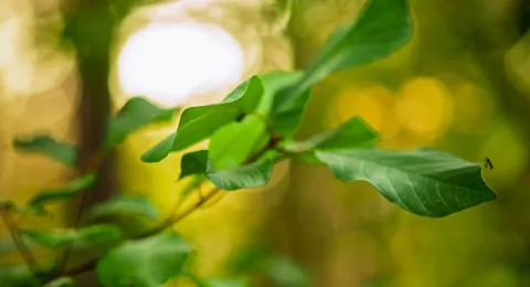 LUT University, Shanghai Ranking