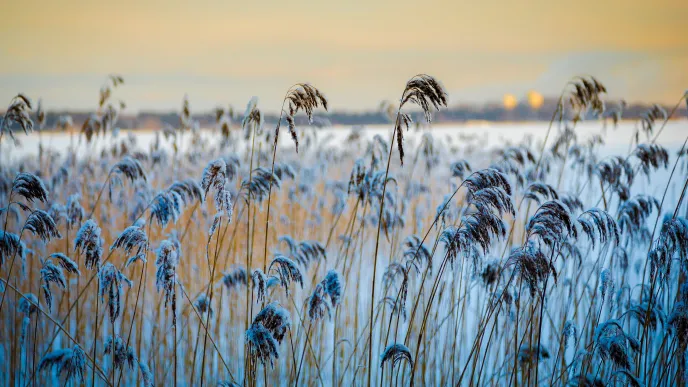 Winter image