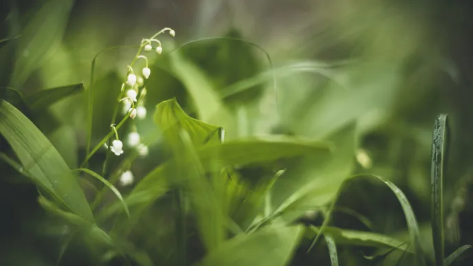 Summer flower detail