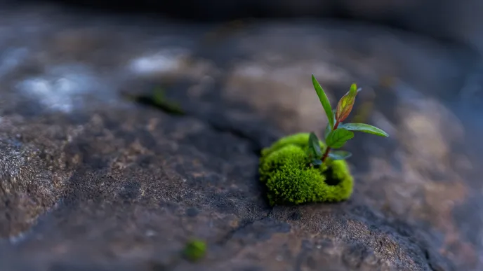 A plant growing on a rock
