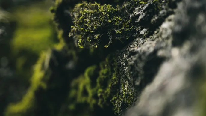 moss-covered rock in autumn