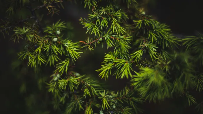 coniferous tree