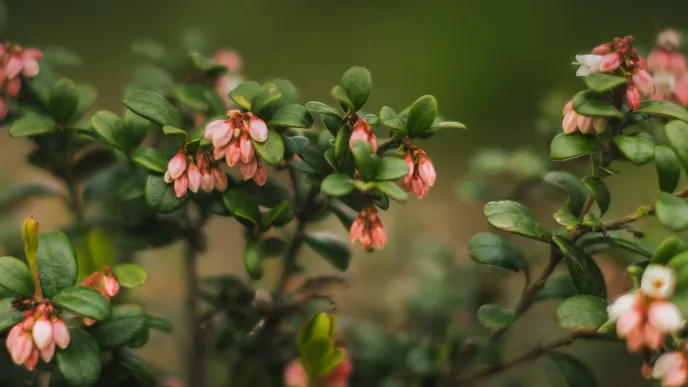 THE Impact Rankings 2024 uutiskuva 