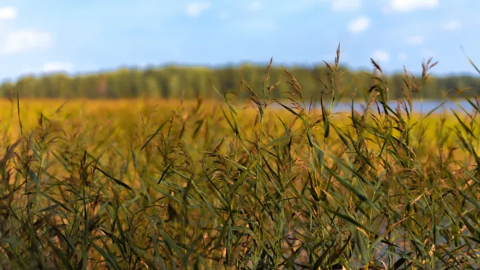 Reeds by the lake