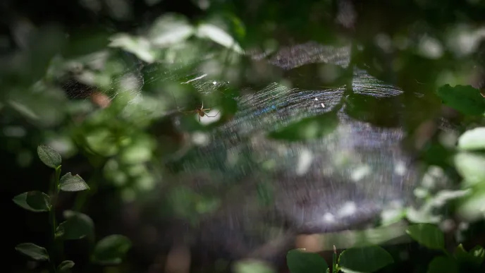 hämähäkki kutoo verkkoa luonnossa / a spider making its web in the nature