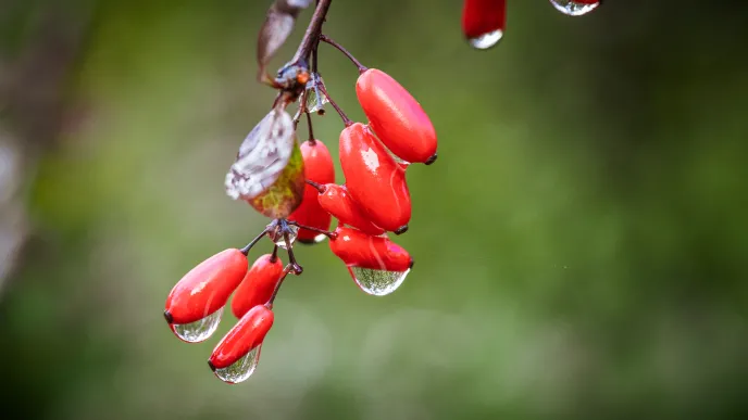 Autumn berries