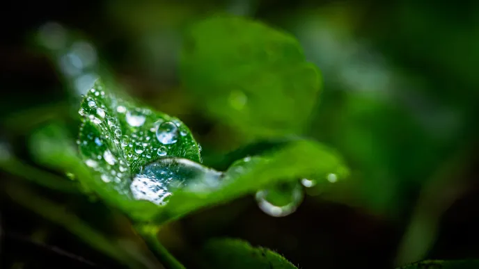 Autumn water droplets on a leaf
