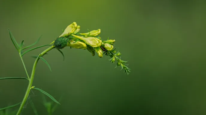 Summer plant