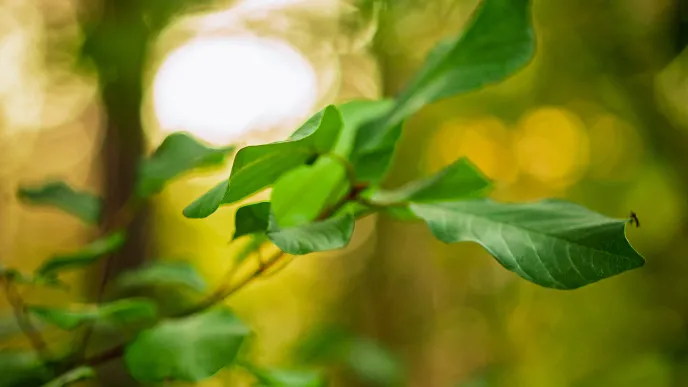 LUT University, Shanghai Ranking