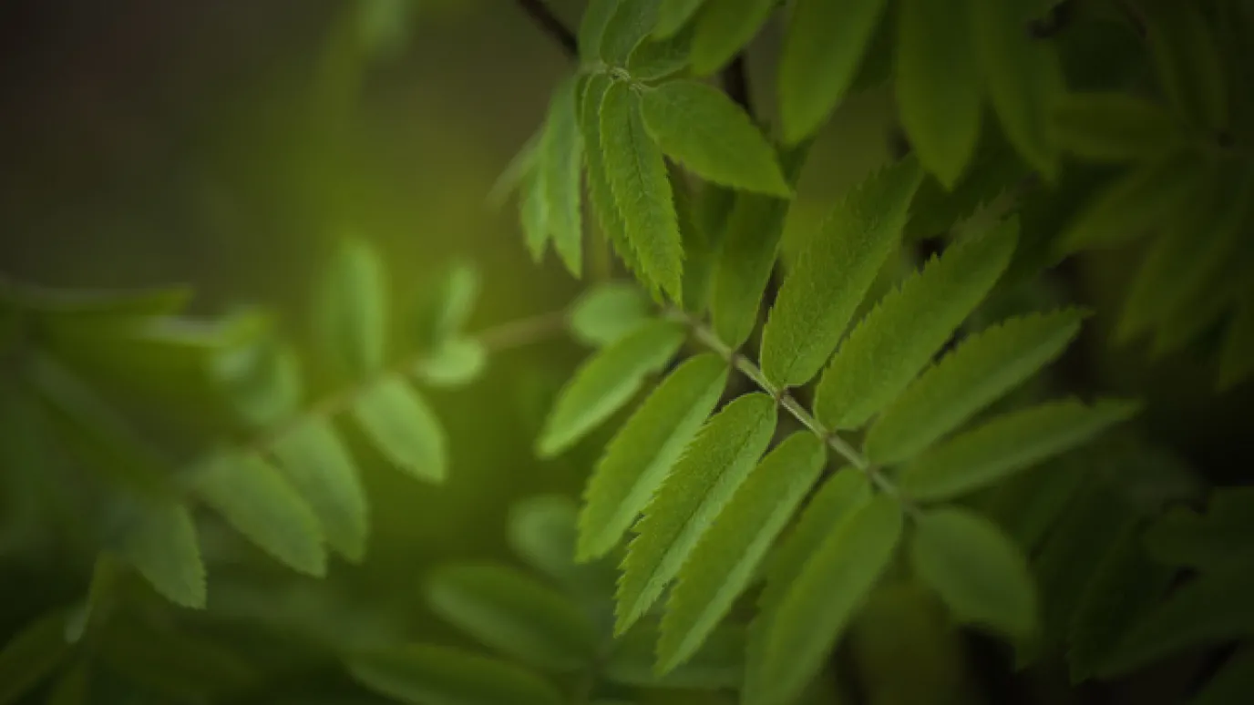 leafs of a rowan tree