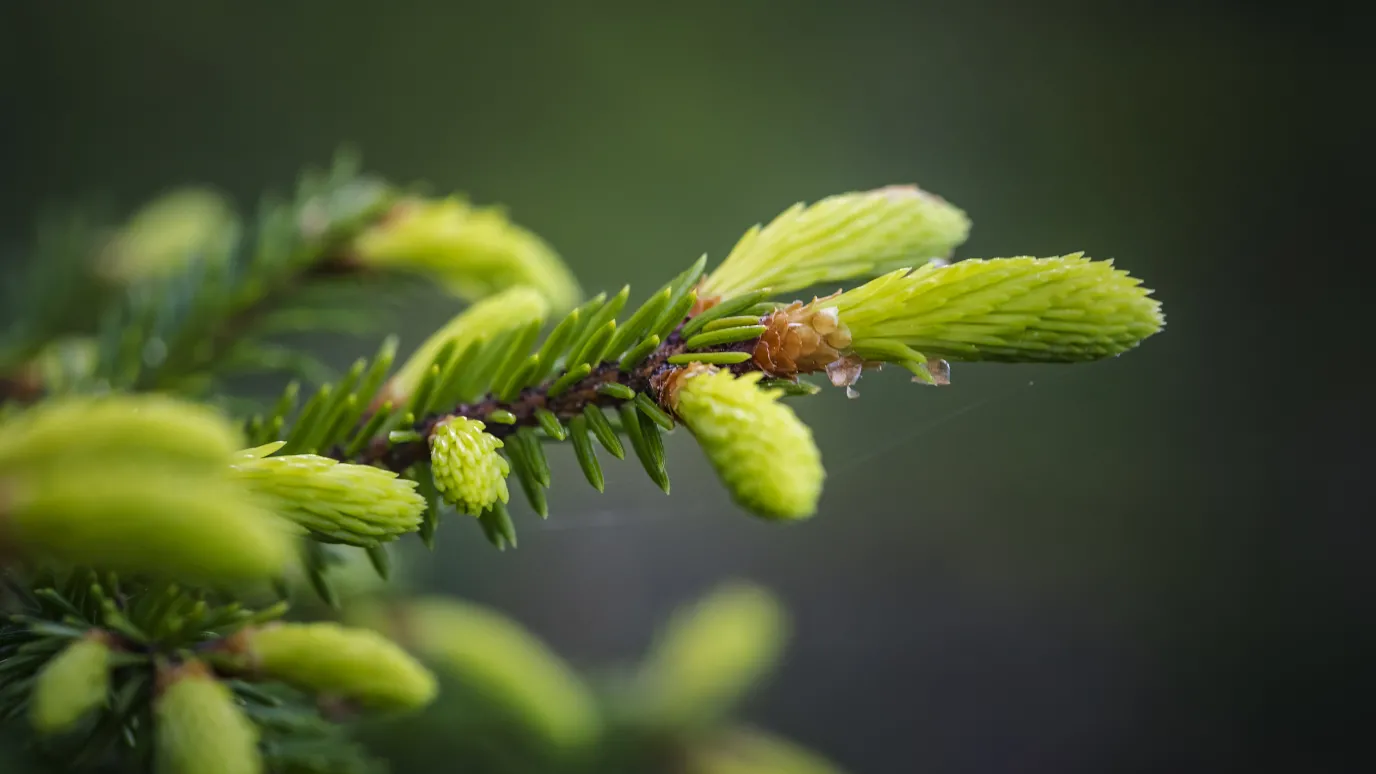 pine with a green background