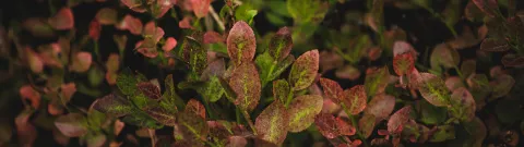 Autumn image