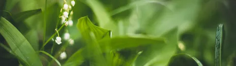 Spring image