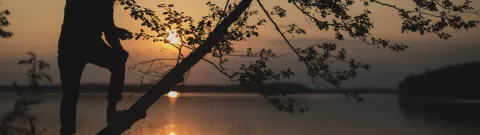 Student climbing a tree in sunset at lake Saimaa LUT University