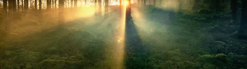 Auringonnousu usvaisessa kangasmatsässä.