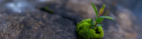 A plant growing on a rock