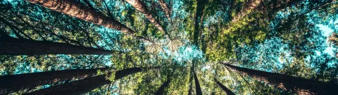 Puita kuvattuna alhaalta päin.