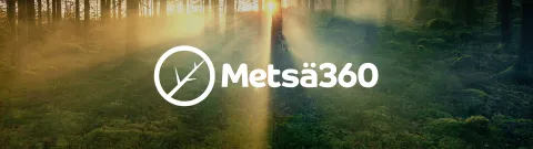 Aurinko laskee metsän taakse