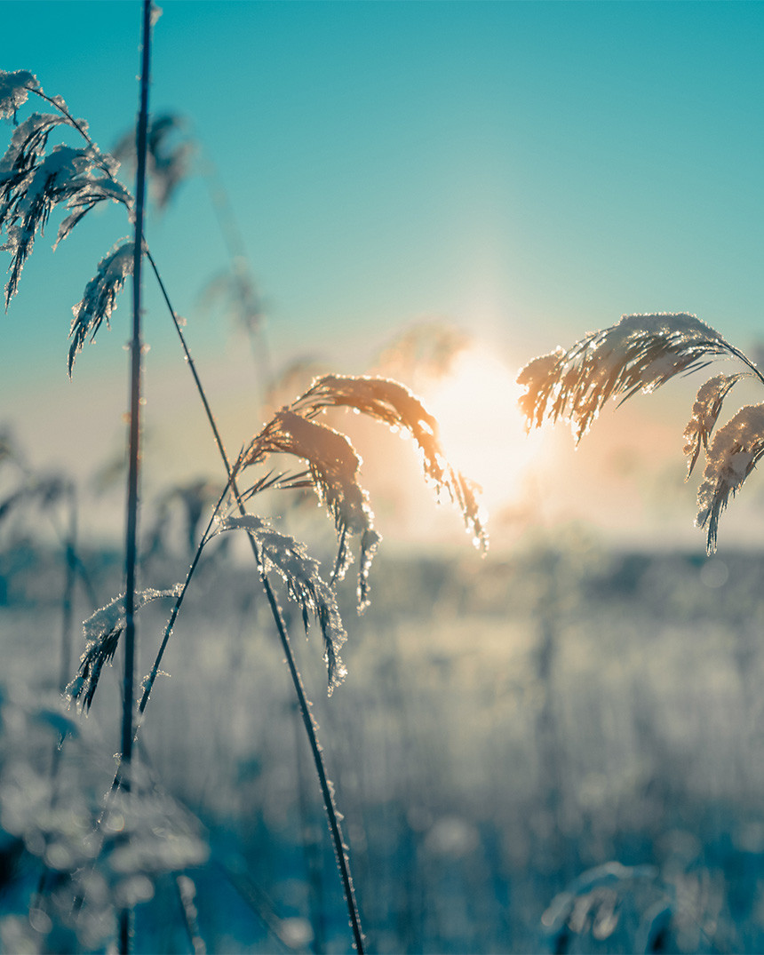 LUT Winter nature sunlight at the lakeside