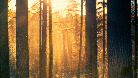 Aurinkoinen mäntymetsä.