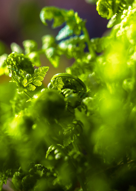 Regenerative practices don’t just restore but make the system better than it was, LUT University&#039;s researchers say.